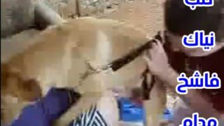 فيلم سكس كلاب نيك بشر من حيوانات كلب مع شقراء جنس حيوان